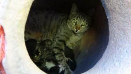 Anne kedi, küpün içinde dördüz doğurdu