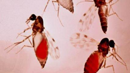 Kan emici sinekler insanlarda körlüğe neden oluyor