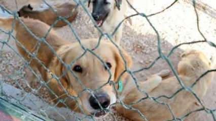 Hayvan hakları kanun teklifi Meclis'e geliyor: Sokağa atana 10 bin lira ceza