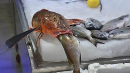 Sinop'ta 2 kiloluk kırlangıç balığı yakalandı
