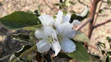 Sonbaharda elma ağacı çiçek açtı; üreticiler şaşkına döndü