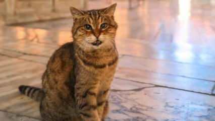 Ayasofya'nın kedisi Gli yaşamını yitirdi