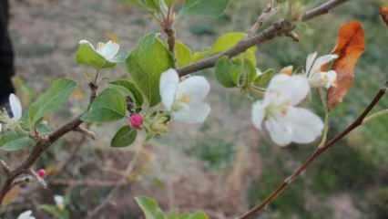 Elma ağacı, kasım ayında çiçek açtı