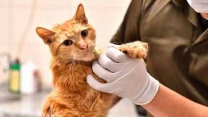 İzmir'de enkazdan kurtarılan 14 kedinin tedavisi sürüyor
