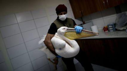 Bursa'da avcıların vurduğu yaralı pelikan tedavi altına alındı