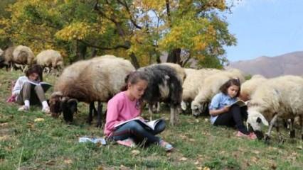 Hem koyun güdüyorlar hem de ders çalışıyorlar