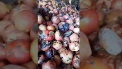 Tarım ve Orman Bakanlığından "çürük elma" videosuna inceleme