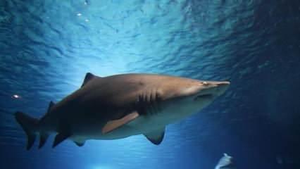 Avustralya'da köpek balığı saldırısına uğrayan adam öldü
