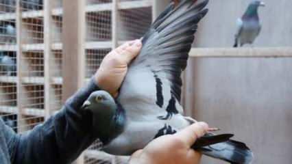 Belçika'da posta güvercini rekor fiyata satıldı