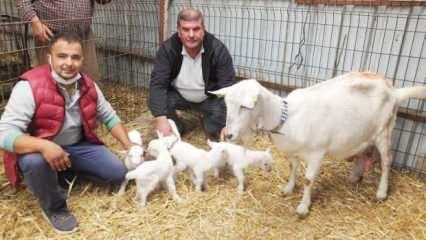 Beşiz doğuran keçi sahibini sevindirdi