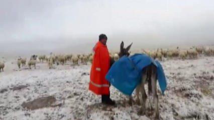 Koyunları otlatırken kar yağışına yakalandılar