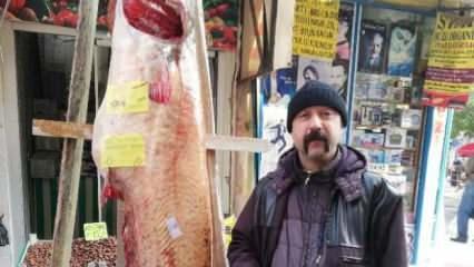 108 kiloluk yayın balığı, kilosu 50 liradan satışta