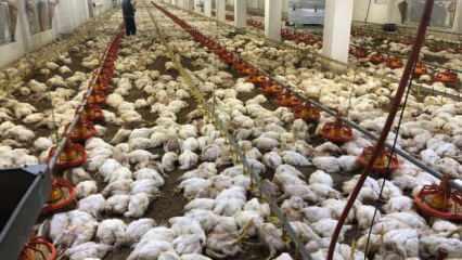 Havalandırma arızalanınca 20 bin tavuk öldü
