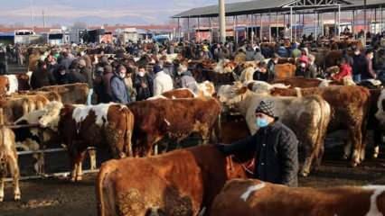 Türkiye’nin 'en büyük' canlı hayvan pazarı perşembe günleri kurulacak