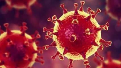 Uzmanlar listeyi açıkladı: Koronavirüsün etkisini azaltıyorlar!