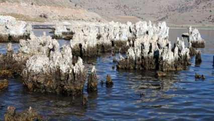 Van Gölü çekilince ortaya çıktı! Dünyanın en büyük mikrobiyalitleri...	