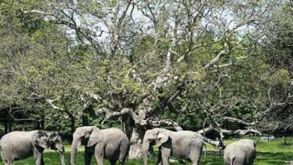 Kuraklık çeken Namibya'da 170 fil satışa çıkarıldı