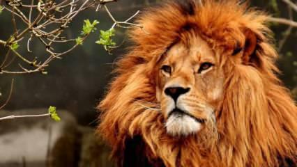 Barcelona'daki hayvanat bahçesinde 4 aslan koronavirüse yakalandı