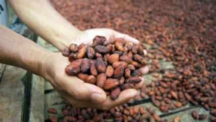 Kakaonun mucizevi faydaları! Damarları temizliyor, stresi azaltıyor