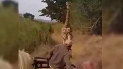Kızgın zürafa araçlara saldırdı!