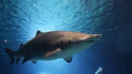 Saint Martin'de bir turist köpek balığı saldırısıyla öldü