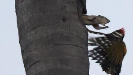 Sincap ile ağaçkakanın inanılmaz savaşı