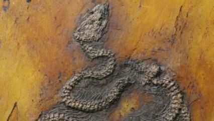 Dünyanın en eski piton yılanı