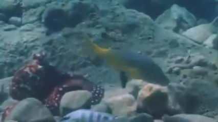 Balıkları yumruklayan ahtapotlar