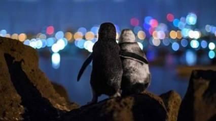 Dul penguenlerin fotoğrafı büyük ödülü kaptı