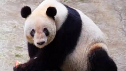 Dünyanın en yaşlı pandası 38 yaşında öldü
