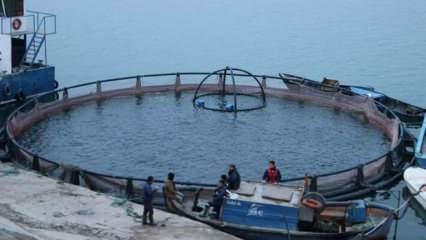 Fırat Nehri'nde yetiştirilen somon balıkları dünyaya ihraç ediliyor