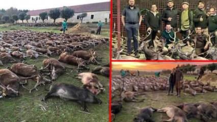 İspanyol avcılardan hayvan katliamı! İki günde yüzlercesi öldürüldü, büyük tepki var