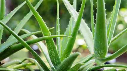 Aloe vera nasıl yetiştirilir? Aleo vera yaprakları nasıl canlandırılır? Evde aloe vera bakımı..