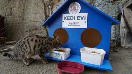 Kağıthane belediyesi sokak kedilerini unutmadı! 300 kedi evi ile kediler soğuktan korunuyorlar