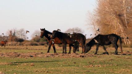 Fotoğrafçıların gözdesi! Kızılırmak Deltası yılkı atları