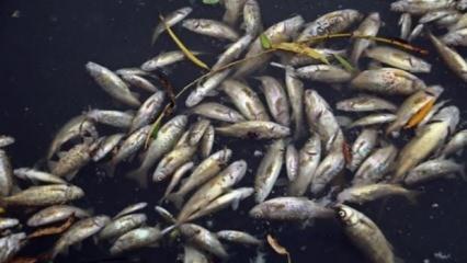 Binlerce balığın ölümüyle ilgili 4 tesise ceza yağdı