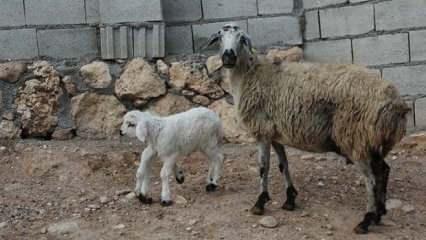 Diyarbakır'da yeni doğan 6 bacaklı kuzu şaşırttı!