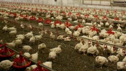Macaristan'da 100 binden fazla tavuk itlaf edildi