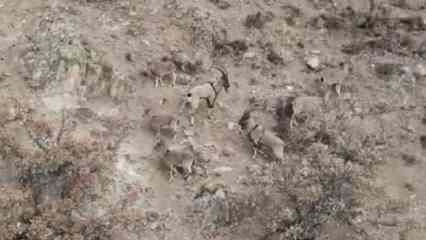 Yaban keçileri, dronla görüntülendi