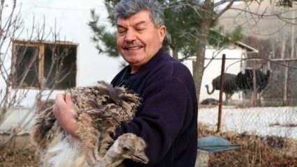 26 yıllık deve kuşu yetiştiricisi: Siparişlere yetişemiyoruz