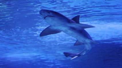 Almanya'da 150 milyon yıllık köpek balığı fosili keşfedildi