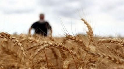 Ekmeklik buğday stokunun yeterli olduğu açıklandı