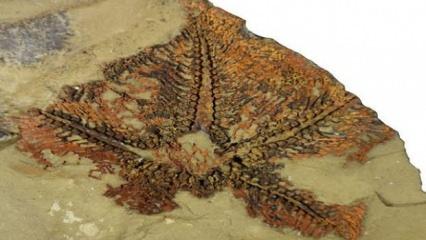 Fas'ta 480 milyon yıllık denizyıldızı fosili keşfedildi