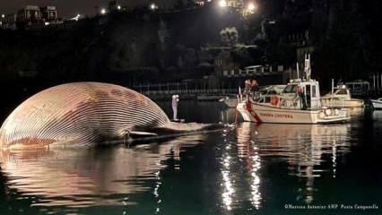 Ölü balina kıyıya vurdu: 70 ton ağırlığında