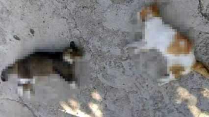15 sokak kedisinin zehirlenerek öldürüldüğü iddiası