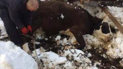 Yoğun kardan ahır çöktü, 7 hayvan telef oldu