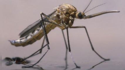 Etiyopya'da yeni bir sıtma sineği türü ortaya çıktı