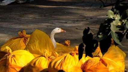 Fransa'da 'kuş gribi' alarmı: 2 milyon ördek itlaf edildi