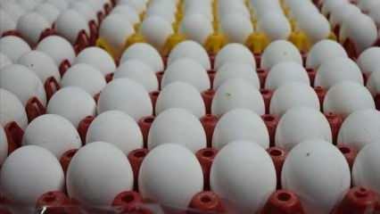 Yumurta fiyatlarının artmasında yem maliyetleri etkili oldu