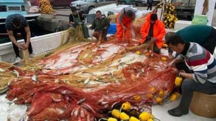 Balık&ccedil;ının ağlarına 2 ton sarı kanat takıldı